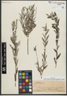 Foto von Salix repens subsp. rosmarinifolia (L.) Andersson